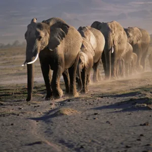 African elephant (Loxodonta africana) herd walking in line, female matriach at the front