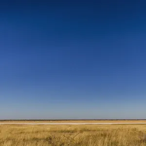 African Elephant (Loxodonta africana) Etosha National Park, Kunene, Namibia