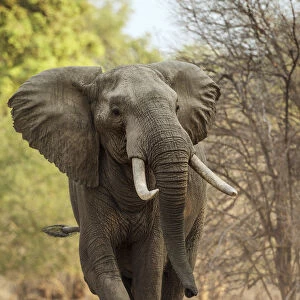 African elephant (Loxodonta africana) walking portrait, Mana Pools National Park