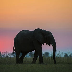 African elephant (Loxodonta africana) silhouetted against the sunset, Chobe National Park
