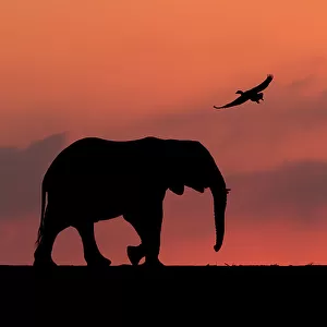 African elephant (Loxodonta africana) two silhouetted at sunset with goose flying overhead, Mkuze, South Africa. Highly commended in the African Wildlife category of the Nature's Best Photography Competition 2019