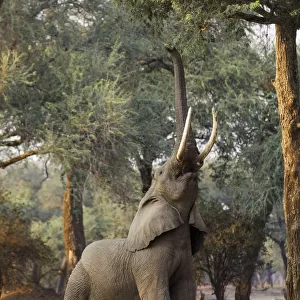 African elephant (Loxodonta africana) reaching up for foliage