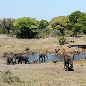 African elephant (Loxodonta africana) and Nyala (Tragelaphus angasii) at waterhole. Tembe Elephant Park. KwaZulu-Natal. South Africa
