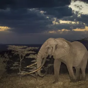 African elephant (Loxodonta africana) bull One Ton with massive tusks at dusk African elephant (Loxodonta africana) bull One Ton with massive tusks at dusk
