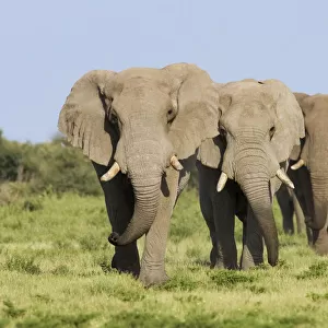 African elephant {Loxodonta africana} bulls walking in line, Etosha national park