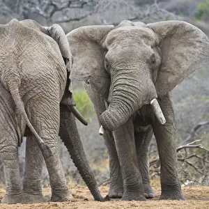 African elephant (Loxodonta africana) two bulls, Chyulu Hills, Kenya