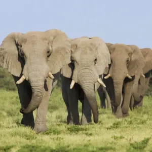 African Elephant Print: Etosha National Park Bulls in Line African Elephant Print: Etosha National Park Bulls in Line