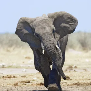 African elephant {Loxodonta africana} charging, Etosha national park, Namibia