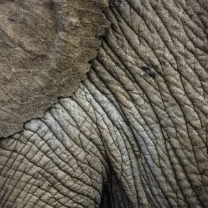 African elephant (Loxodonta africana) close up of skin and ear, Ol Donyo Kenya African elephant (Loxodonta africana) close up of skin and ear, Ol Donyo Kenya