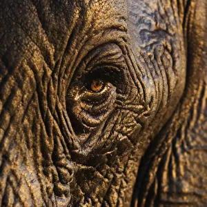 African elephant {Loxodonta africana} close-up of eye, Chobe national park, Botswana