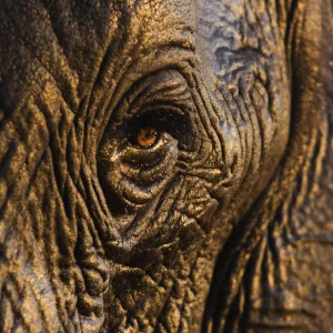 African elephant {Loxodonta africana} close-up of eye, Chobe national park, Botswana