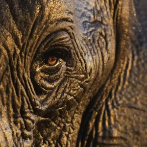 African Elephant Eye Print, Botswana African Elephant Eye Print, Botswana