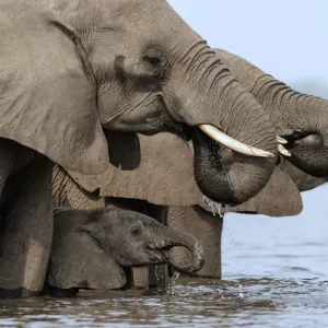 African elephant (Loxodonta africana) drinking, Etosha National Park, Namibia, March