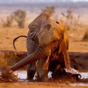 African elephant (Loxodonta africana) having a mud bath at a water hole, Tsavo East National Park African elephant (Loxodonta africana) having a mud bath at a water hole, Tsavo East National Park