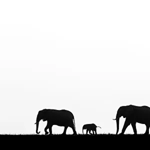 African elephant (Loxodonta africana) herd with calf, silhouetted, Botswana