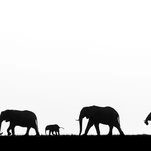 African elephant (Loxodonta africana) herd with calf, silhouetted, Botswana African elephant (Loxodonta africana) herd with calf, silhouetted, Botswana