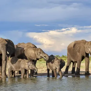 African elephant (Loxodonta africana) herd drinking at a waterhole, Hwange National Park African elephant (Loxodonta africana) herd drinking at a waterhole, Hwange National Park