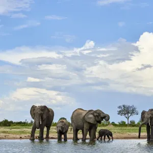 African elephant (Loxodonta africana) herd drinking at a waterhole, Hwange National Park African elephant (Loxodonta africana) herd drinking at a waterhole, Hwange National Park