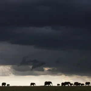 African Elephant Herd Silhouetted Print African Elephant Herd Silhouetted Print