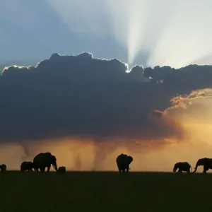 Un branco di elefanti africani (Loxodonta africana) al tramonto, riserva di caccia Masai-Mara, Kenya. Gennaio. Un branco di elefanti africani (Loxodonta africana) al tramonto, riserva di caccia Masai-Mara, Kenya. Gennaio.