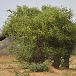 African Elephant Print, Hidden Behind a Bush African Elephant Print, Hidden Behind a Bush