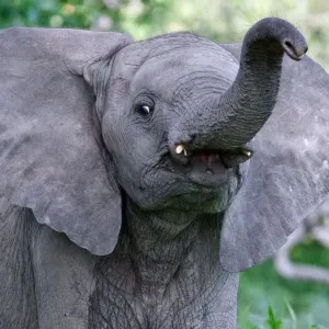 African elephant (Loxodonta africana) juvenile holding up trunk, Okavango Delta, Botswana African elephant (Loxodonta africana) juvenile holding up trunk, Okavango Delta, Botswana