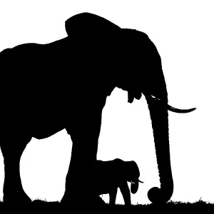 African elephant (Loxodonta africana) mother and calf, silhouetted, Botswana African elephant (Loxodonta africana) mother and calf, silhouetted, Botswana