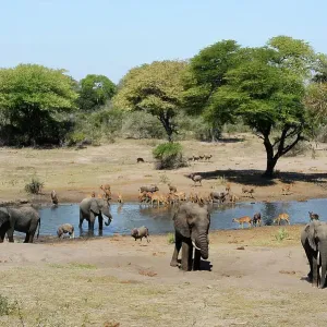 African elephant (Loxodonta africana) and Nyala (Tragelaphus angasii) at waterhole. Tembe Elephant Park. KwaZulu-Natal. South Africa African elephant (Loxodonta africana) and Nyala (Tragelaphus angasii) at waterhole. Tembe Elephant Park. KwaZulu-Natal. South Africa