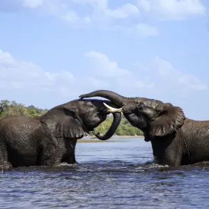 African elephant (Loxodonta africana) play fighting in Chobe River, Chobe National Park, Botswana African elephant (Loxodonta africana) play fighting in Chobe River, Chobe National Park, Botswana