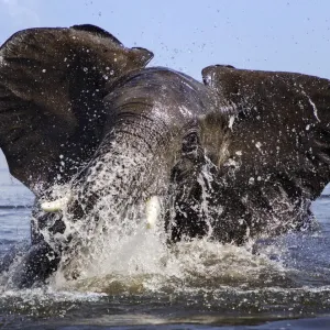 African elephant (Loxodonta africana) playing in Chobe River, Chobe National Park African elephant (Loxodonta africana) playing in Chobe River, Chobe National Park