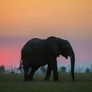 African elephant (Loxodonta africana) silhouetted against the sunset, Chobe National Park African elephant (Loxodonta africana) silhouetted against the sunset, Chobe National Park