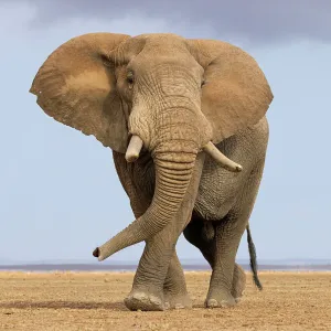 African elephant (Loxodonta africana) walking across dry plain. Amboseli National Park, Kenya. July African elephant (Loxodonta africana) walking across dry plain. Amboseli National Park, Kenya. July