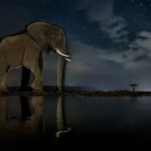 African elephant (Loxodonta africana) and Zebra (Equus quagga) at waterhole at night African elephant (Loxodonta africana) and Zebra (Equus quagga) at waterhole at night