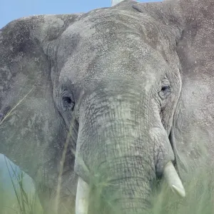 African Elephant Portrait Print with Egret in Grass, Kenya African Elephant Portrait Print with Egret in Grass, Kenya