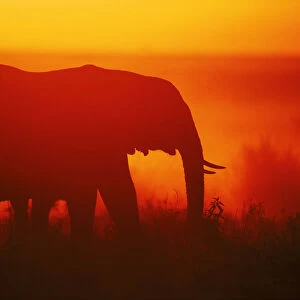 African elephant silhouetted at sunrise in the Masai Mara NR, Kenya