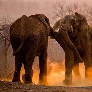 African elephants (Loxodonta africana) fighting with dust kicked up around them, Mkuze