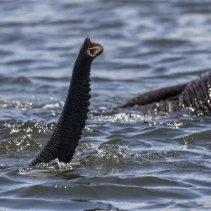 African elephants (Loxodonta africana) swimming across Chobe River, trunks raised