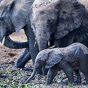 African elephants (Loxodonta africana) with calf, digging out a mud wallow, Queen Elizabeth National Park, Uganda, Africa