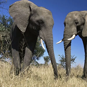 African elephants {Loxodonta africana} Imere Zimbabwe