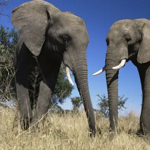 African elephants {Loxodonta africana} Imere Zimbabwe