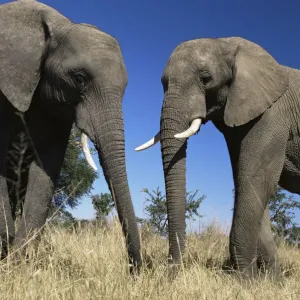 African Elephant Print African Elephant Print