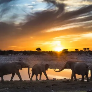 African elephants (Loxodonta africana) small herd at waterhole at sunset, Etosha National Park African elephants (Loxodonta africana) small herd at waterhole at sunset, Etosha National Park