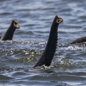 African Elephant Print - Swimming Across Chobe River African Elephant Print - Swimming Across Chobe River