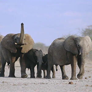 African elephants walking in line {Loxodonta africana} Etosha NP, Namibia