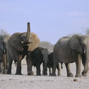 African Elephant Print: Etosha NP, Namibia African Elephant Print: Etosha NP, Namibia