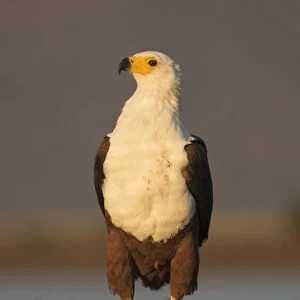 African fish eagle (Haliaeetus vocifer). Zimanga private game reserve, KwaZulu-Natal, South Africa