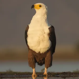 African Fish Eagle Print, Zimanga Reserve African Fish Eagle Print, Zimanga Reserve