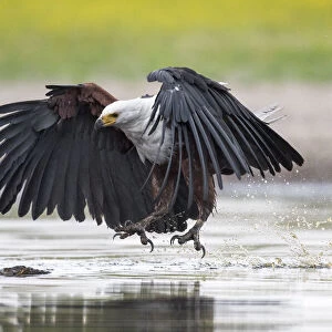 African fish eagle (Haliaeetus vocifer) swoops to catch a freshly caught fish