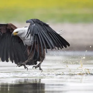 African fish eagle (Haliaeetus vocifer) swoops to catch a freshly caught fish