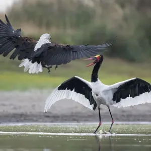 African fish eagle (Haliaeetus vocifer) pressurises a Saddle-billed stork African fish eagle (Haliaeetus vocifer) pressurises a Saddle-billed stork